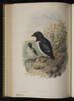 Little Auk; Dovekie, mergule main plate 50