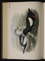 Black Guillemot; guillemot à miroir plate 49