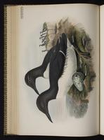 Arao común; Common Murre, guillemot marmette plate 48