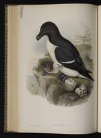 Razorbill; petit pingouin plate 47