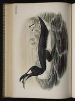 Great Auk; grand pingouin plate 46