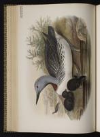 Colimbo menor; plongeon catmarin, Red-throated Loon plate 45