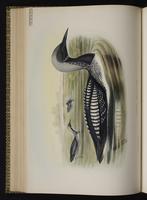 Arctic Loon; Black-throated Loon, Plongeon arctique plate 44