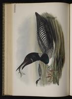 Common Loon; Great Northern Loon, Colimbo mayor, plongeon huard plate 43