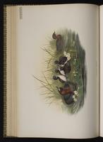 Little Grebe plate 42