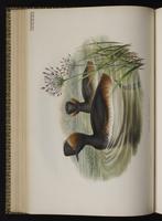 Black-necked Grebe; Ardea Grebe, grèbe à cou noir, Zambullidor orejudo plate 41