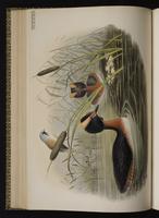 grèbe esclavon; Horned Grebe, Zambullidor cornudo plate 40