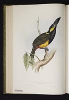 Pteroglossus langsdorfii plate 25