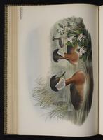 Red-necked Grebe; grèbe jougris plate 39
