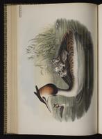 Great Crested Grebe plate 38