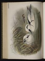 Smew; harle piette plate 37