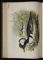 harle couronné; Hooded Merganser, Mergo cresta blanca plate 36
