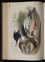 Common Merganser; grand harle, Mergo mayor plate 35