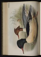 Common Merganser; grand harle, Mergo mayor plate 34