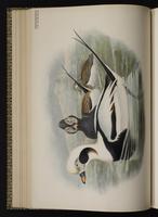 Long-tailed Duck; Oldsquaw, harelde kakawi, Pato cola larga plate 33