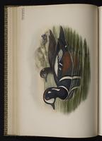 Harlequin Duck; arlequin plongeur, Pato arlequín plate 32