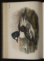 Common Goldeneye; garrot à oeil d'or, Pato chillón plate 31