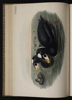 macreuse à front blanc; Negreta nuca blanca, Surf Scoter plate 30