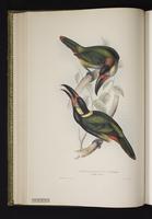 Pteroglossus culik plate 24