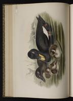 Velvet Scoter; White-winged Scoter, macreuse brune, Negreta ala blanca plate 29