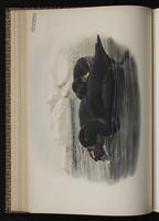 Black Scoter; macreuse noire, Negreta negra plate 28