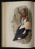 eider à tête grise; King Eider plate 27
