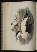 Common Eider; eider à duvet plate 26