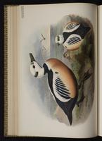 Steller's Eider; eider de Steller plate 25