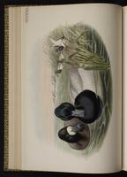 Greater Scaup; fuligule milouinan, Pato boludo-mayor plate 24