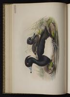 Tufted Duck; fuligule morillon plate 23
