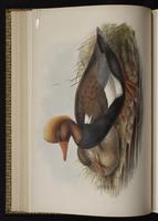Red-crested Pochard plate 22