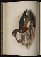 Ferruginous Duck plate 21