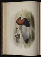 Common Pochard plate 20
