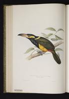 Pteroglossus reinwardtii plate 23