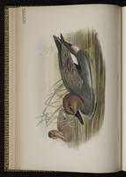 Gadwall; canard chipeau, Pato friso plate 19