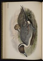 Northern Pintail; canard pilet, Pato golondrino plate 18
