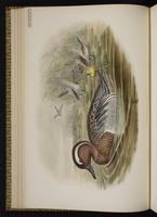 Garganey; Cerceta ceja blanca, sarcelle d'été plate 17