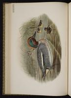 Eurasian Teal; Green-winged Teal, Cerceta ala verde, sarcelle d'hiver plate 16