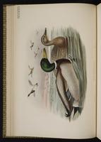 Mallard; canard colvert, Pato de collar plate 15