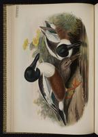 Northern Shoveler; canard souchet, Pato cucharón-norteño plate 14