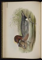 Eurasian Wigeon; canard siffleur, Pato silbón plate 13