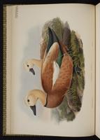 Ruddy Shelduck; canard des Bahamas plate 12
