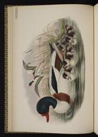 Common Shelduck; tadorne de Belon plate 11