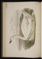 Tundra Swan; Cisne de tundra, cygne siffleur plate 10