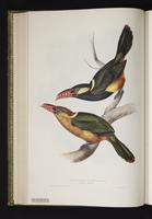 Pteroglossus nattererii plate 22