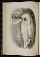 Whooper Swan plate 9