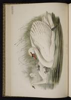 cygne tuburculé; Mute Swan plate 8