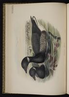 Brant; Brant Goose, Brent Goose, bernache cravant, Ganso de collar plate 7