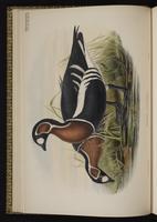 Red-breasted Goose plate 6