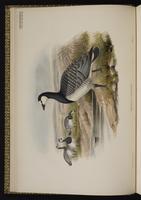 Barnacle Goose; bernache nonnette plate 5